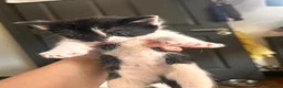 Mixed Breed cats for sale: 14 beautiful kittens for sale  - Advert 11