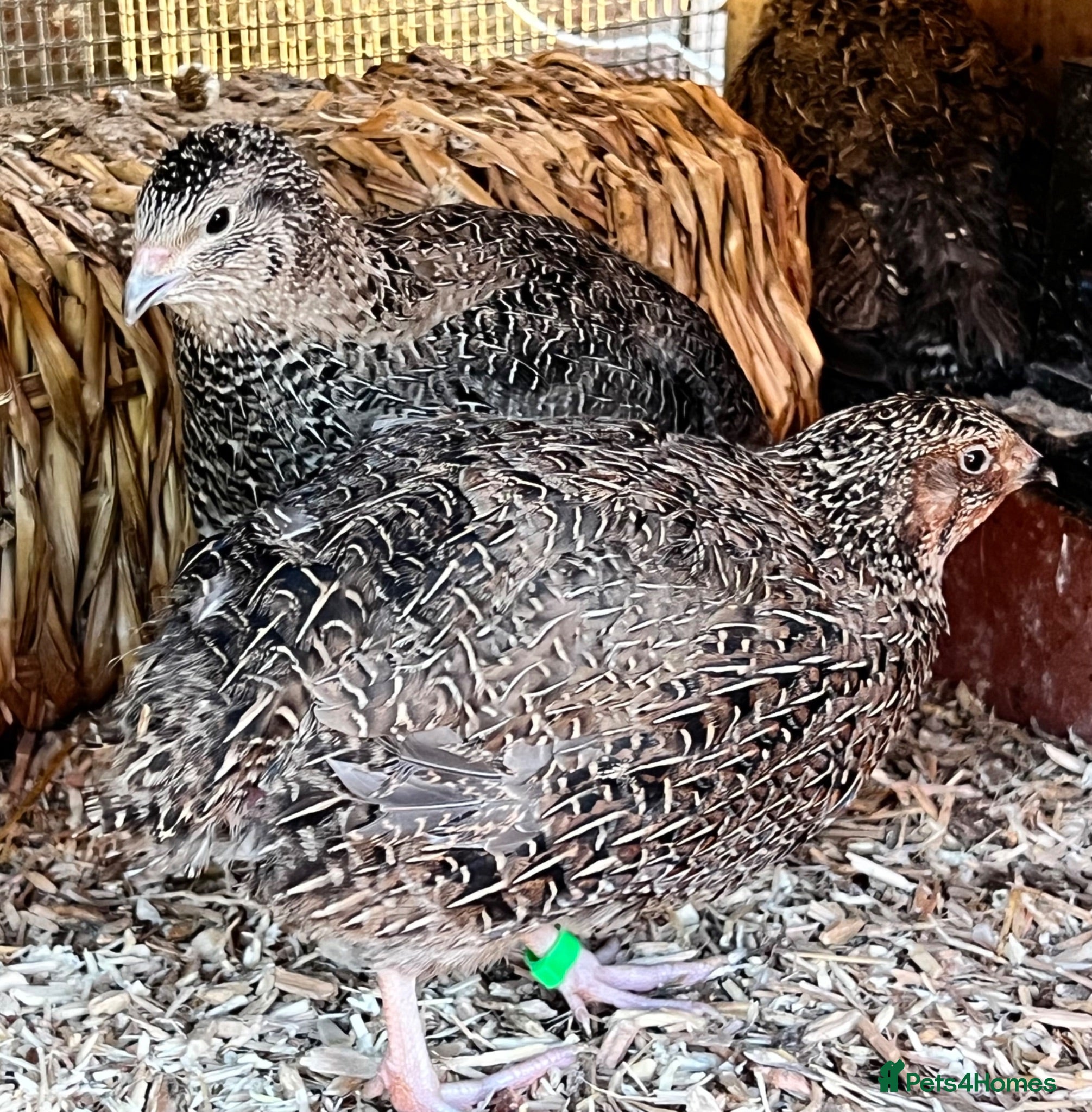 Quail poultry Sparkly Jumbo Coturnix Quail Hatching Eggs - Advert 1
