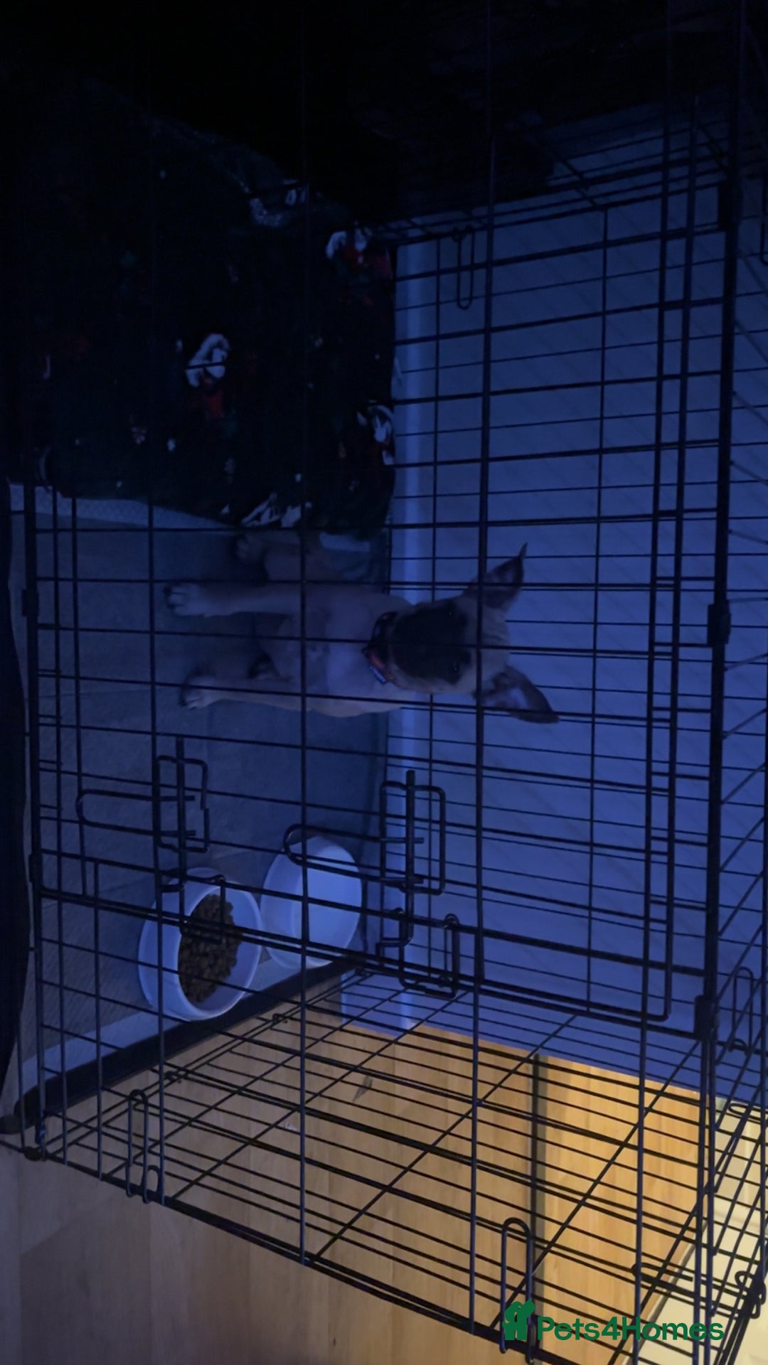 Mixed Breed dogs for sale: Frenchi pomchi puppy 15 weeks old girl - Image 10