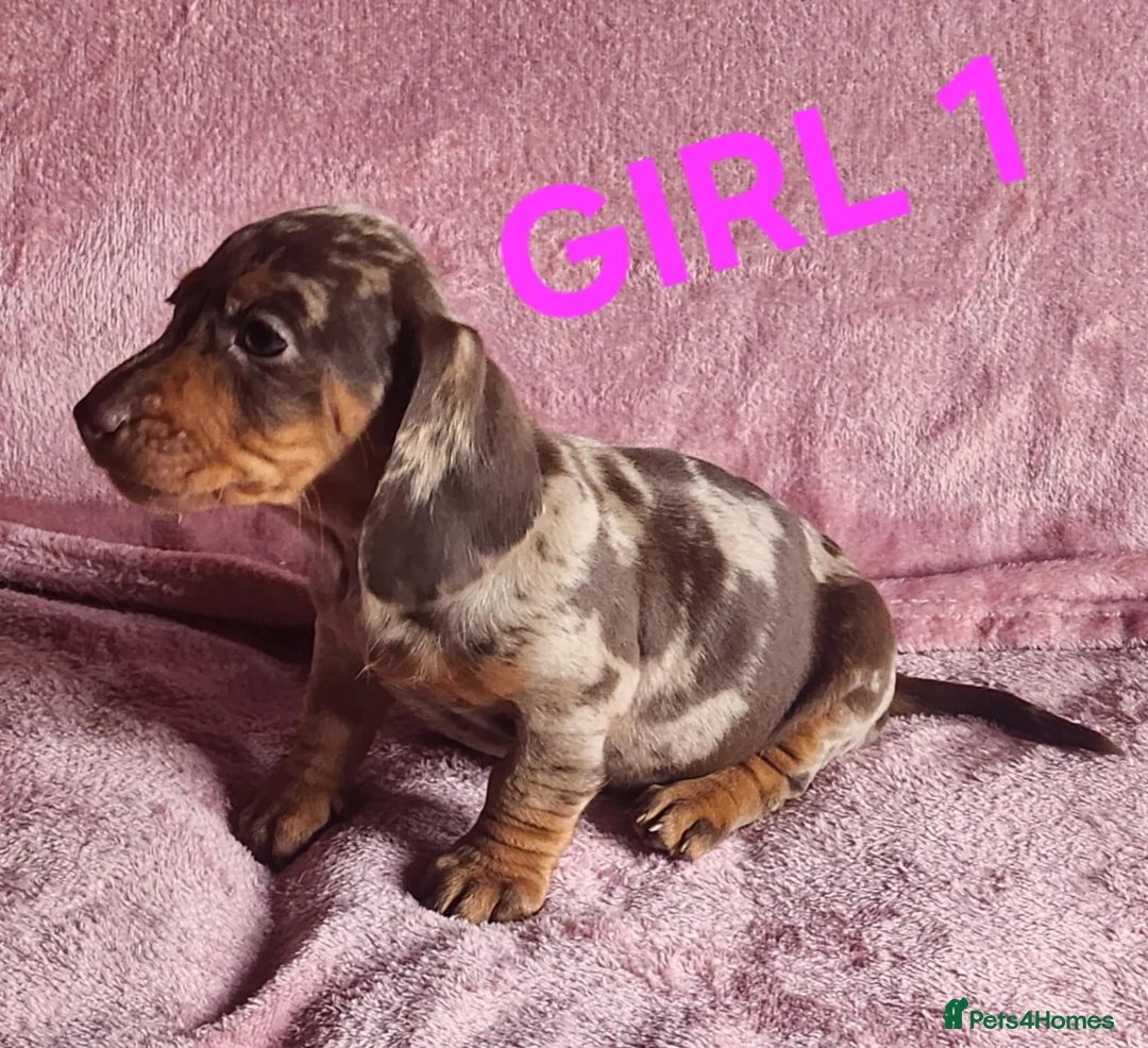 Miniature Dachshund dogs for sale: 🐶🐶8 stunning miniature dashund puppy’s  - Advert 2