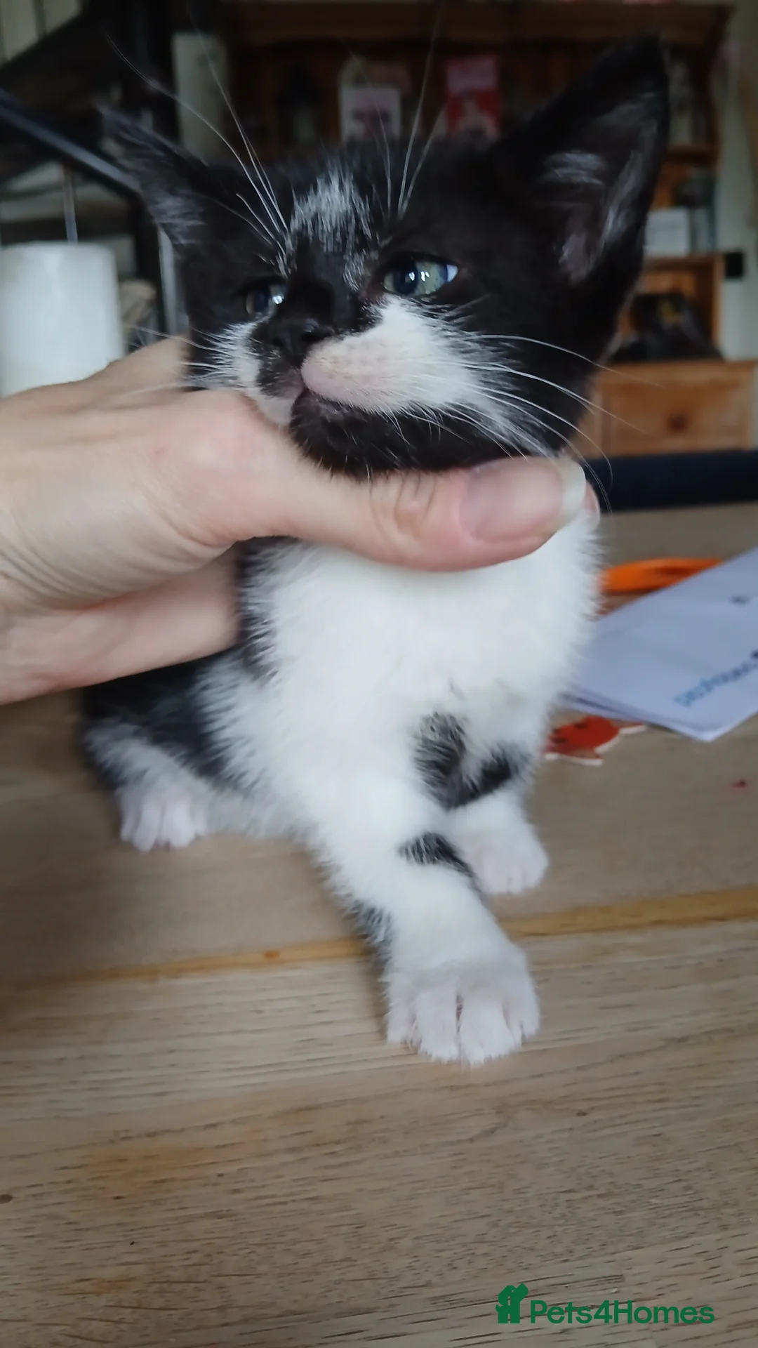 British Shorthair cats for sale: Ready for new homes this week  - Advert 7
