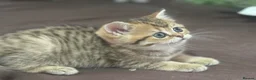 British Shorthair cats for sale: Full pedigree British shorthair available  - Advert 3