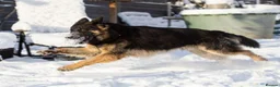 German Shepherd dogs for sale: KC REG OLD STYLE GERMAN SHEPHERD PUPPIES   - Advert 14