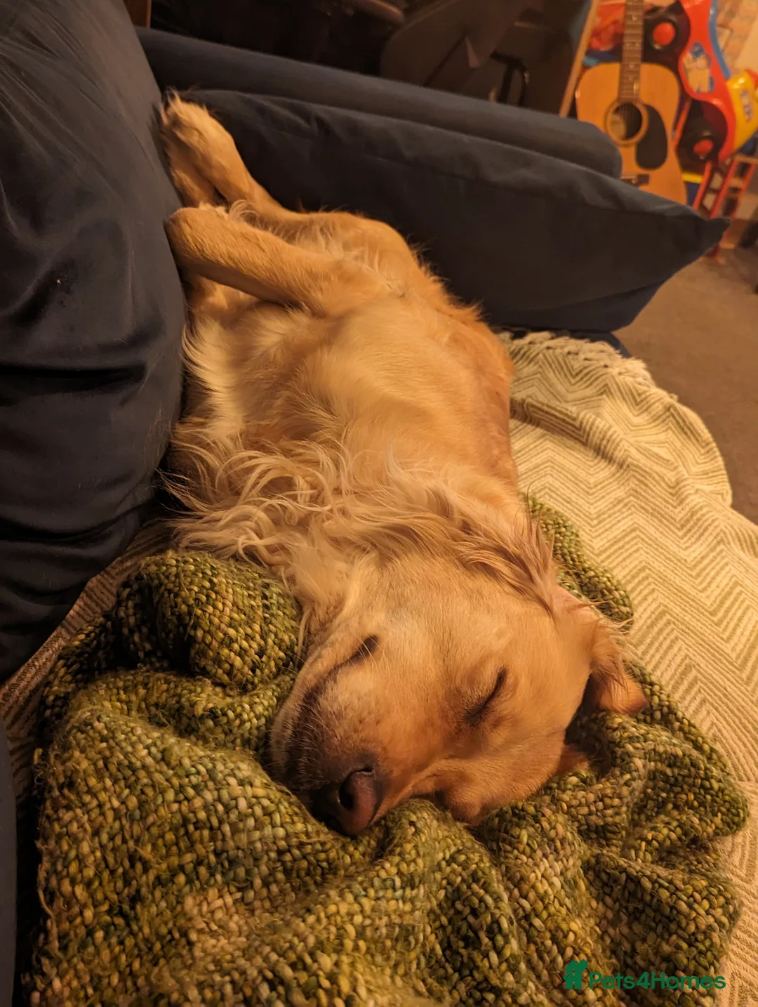 Golden Retriever dogs for sale: Kennel Club Registered Golden Retriever Puppies  - Advert 15