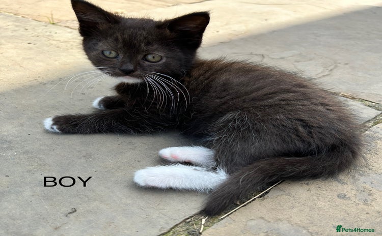 Ragdoll cats - Advert 8