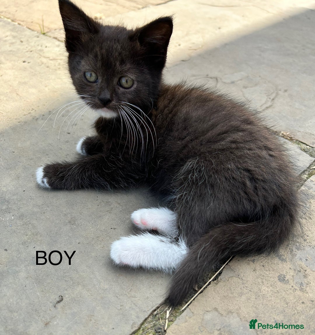 Ragdoll cats for sale: BEAUTIFUL RAGDOLL X PERSIAN BOYS - Image 1