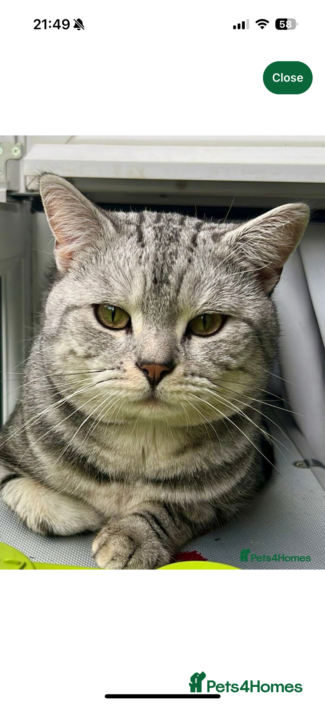 British Shorthair cats for sale: GCCF REGISTERED SILVER TABBY & SPOTTED BSH KITTENS - Advert 10