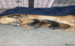 Chorkie dogs for sale: Chihuahua/yourkshire terrier pups - Image 9