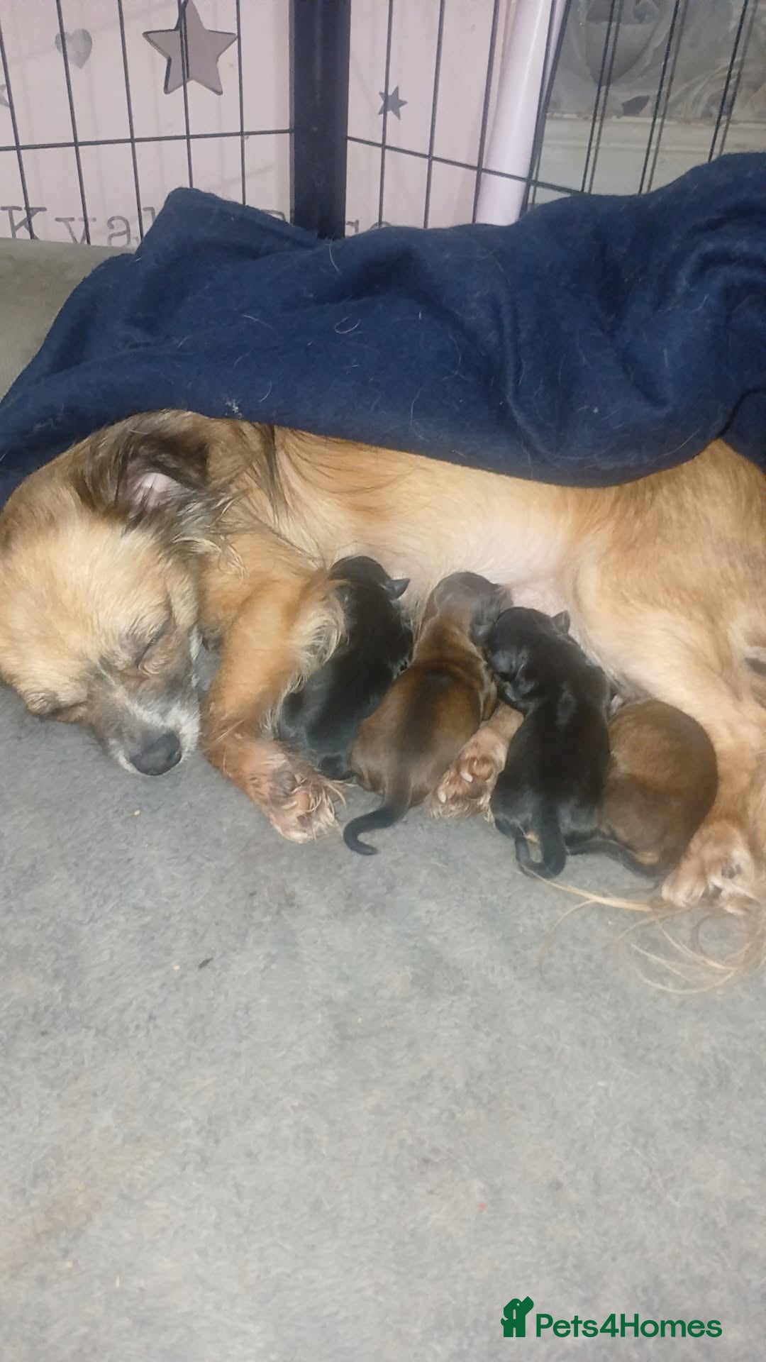 Chorkie dogs for sale: Chihuahua/yourkshire terrier pups - Image 9
