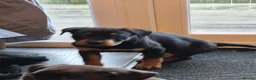 Rottweiler dogs for sale: Male rottweiler puppie - Advert 6