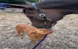 Hungarian Vizsla dogs for sale: Vizslas Devon KC Puppies - Image 15