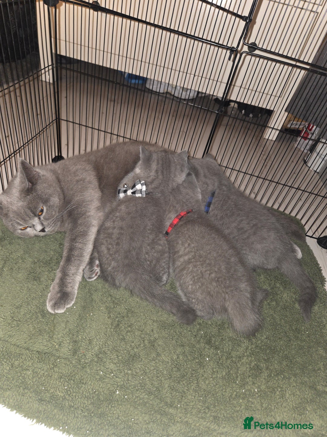 British Shorthair cats for sale:  Pedigree Blue british shorthair kittens - Advert 9