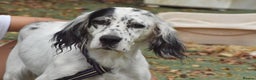 English Setter dogs for adoption: Txispa - Advert 12