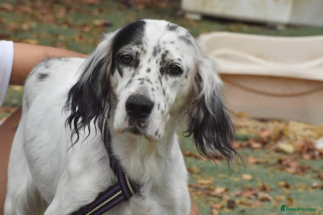 English Setter dogs for adoption: Txispa - Image 11