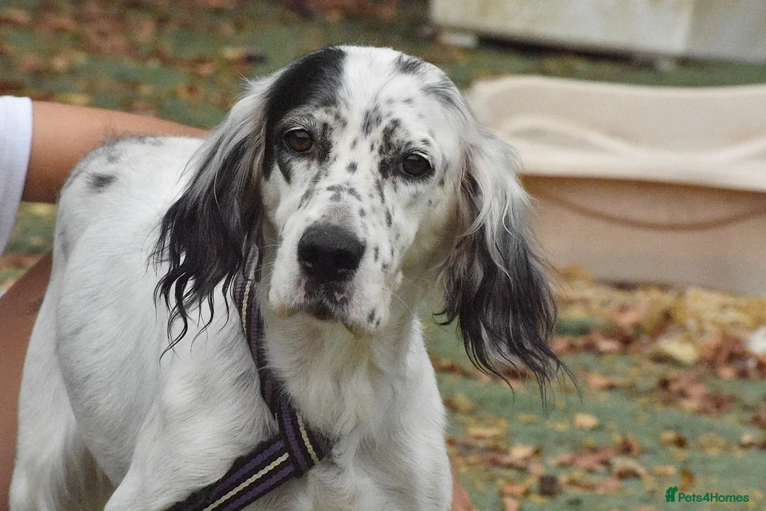 English Setter dogs for adoption: Txispa - Advert 12