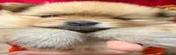 Pomeranian dogs for sale: Beautiful Pomeranian puppies in Burnley - Advert 9