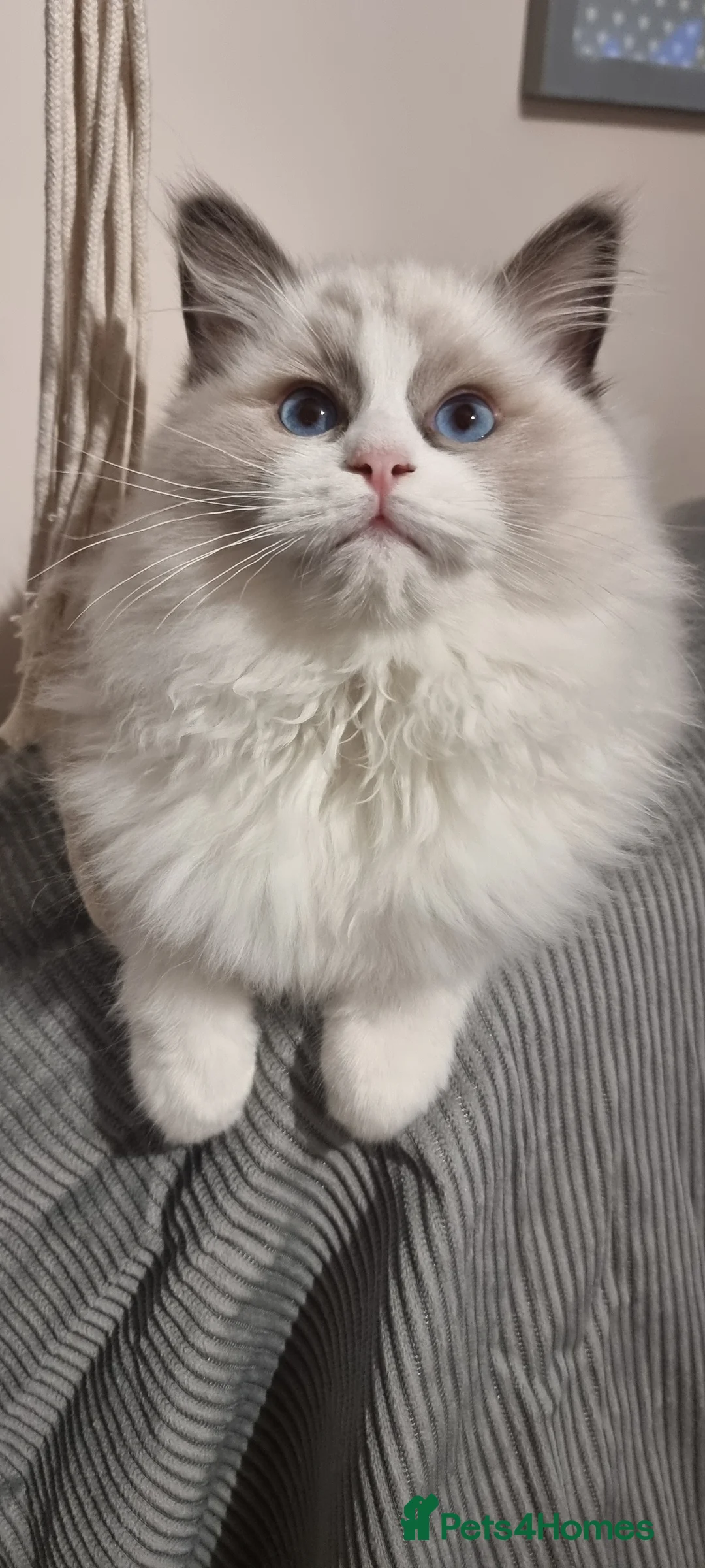 Ragdoll cats for sale: Pedegree stuning Ragdoll kittens - Advert 3