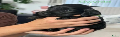 Gwyrdd