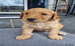 Labradoodle dogs for sale: F1b Labradoodle puppies - Image 1