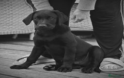 Labrador Retriever dogs for sale: KC registered Labrador puppies. in Plymouth - Image 1