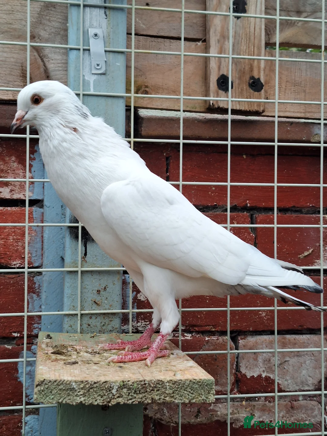 Pigeons birds for sale: 4 mix pigeon for sale - Advert 6