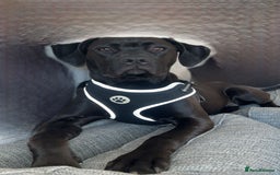 Mixed Breed dogs for sale: beautiful cane corso/ staff pups 7 left  - Image 1