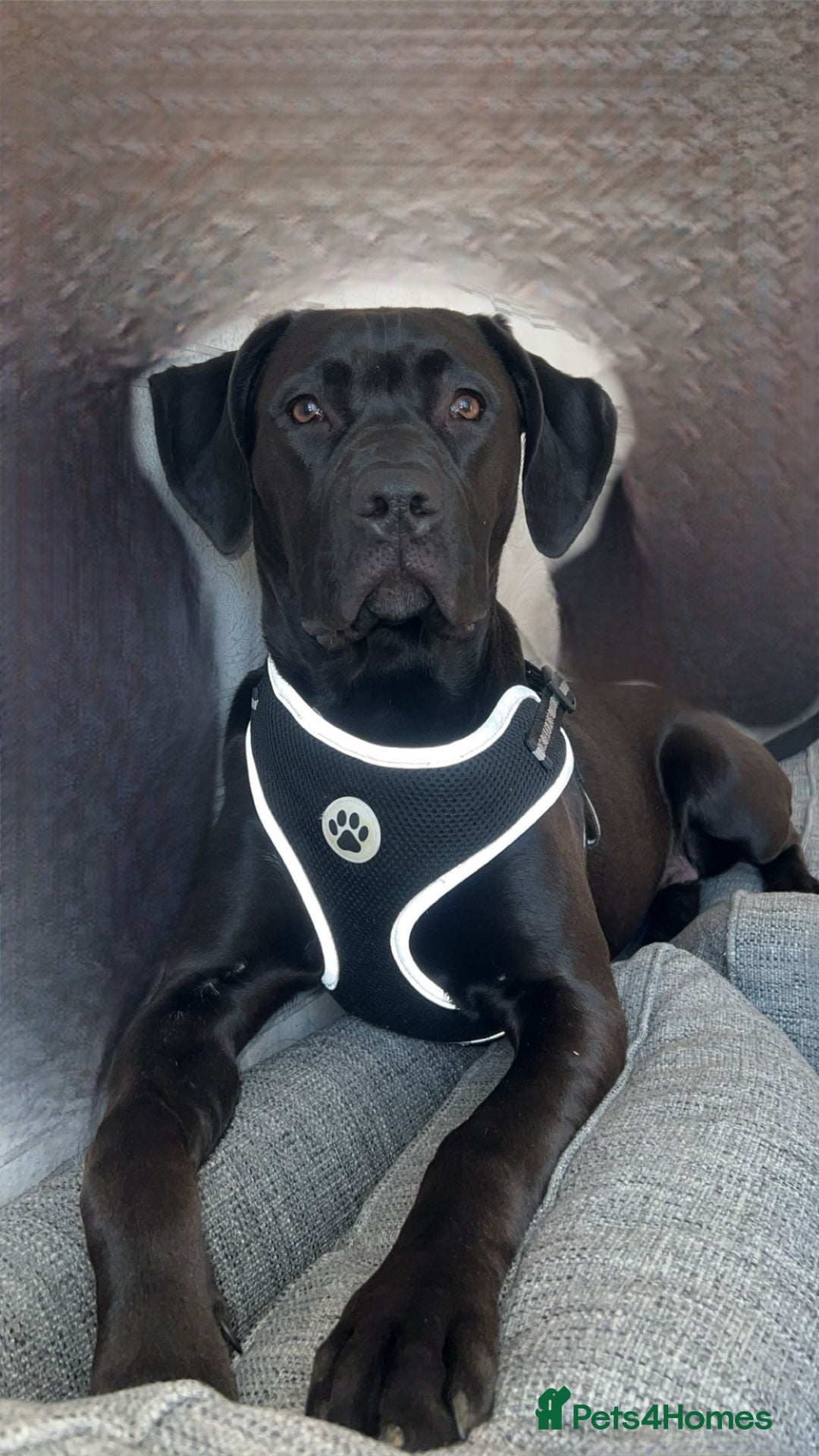 Mixed Breed dogs for sale: beautiful cane corso/ staff pups 7 left  - Image 1