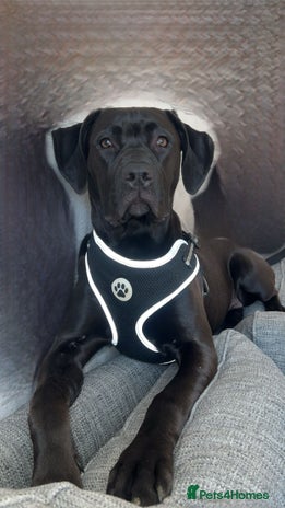 Mixed Breed dogs - Advert 1