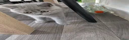 British Shorthair cats for sale: British shorthair - Advert 6