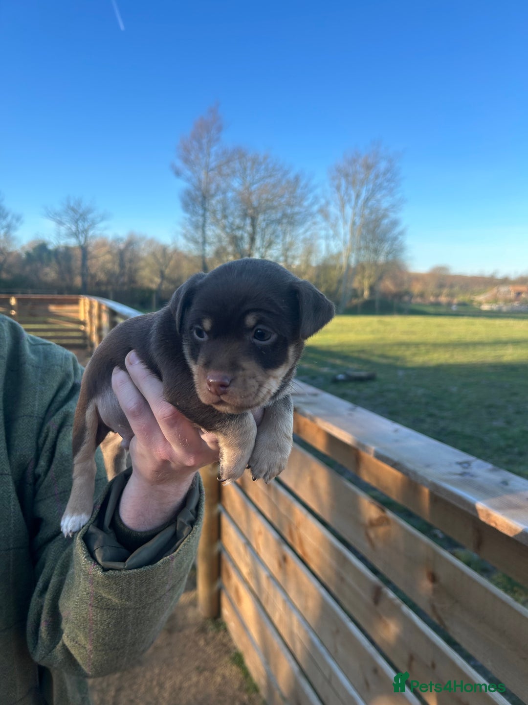 Jack Russell dogs for sale: Stunning Jack Russell puppies fr sale-all colours  - Advert 8