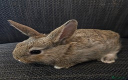Rex rabbits for sale: 5 week old baby bunnies  - Advert 2
