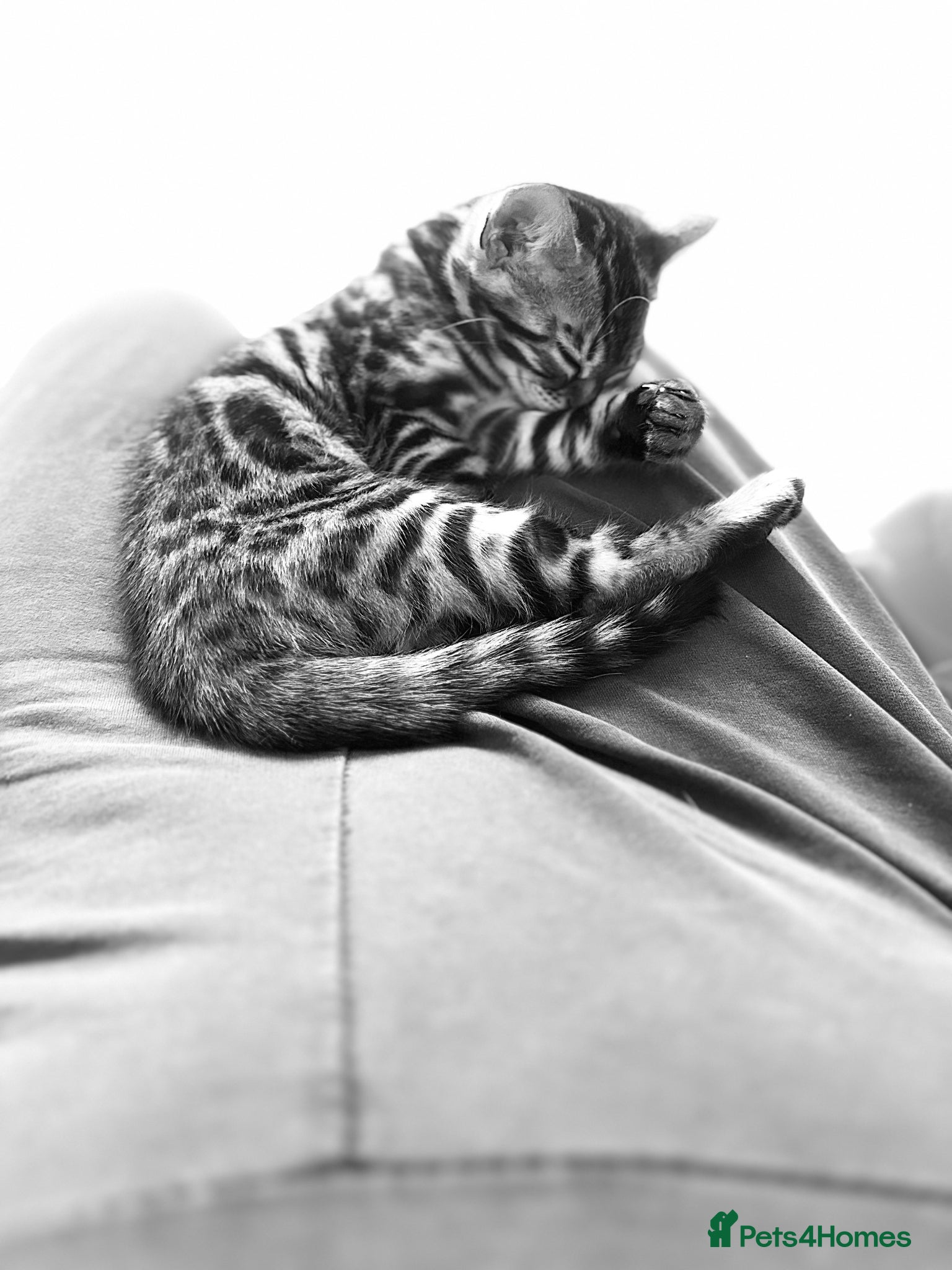Bengal cats for sale: Little Bengal girl in Liskeard - Advert 7