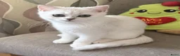 British Shorthair cats for sale: GCCF British Shorthair Silver/Black Tipped Kitten - Advert 6