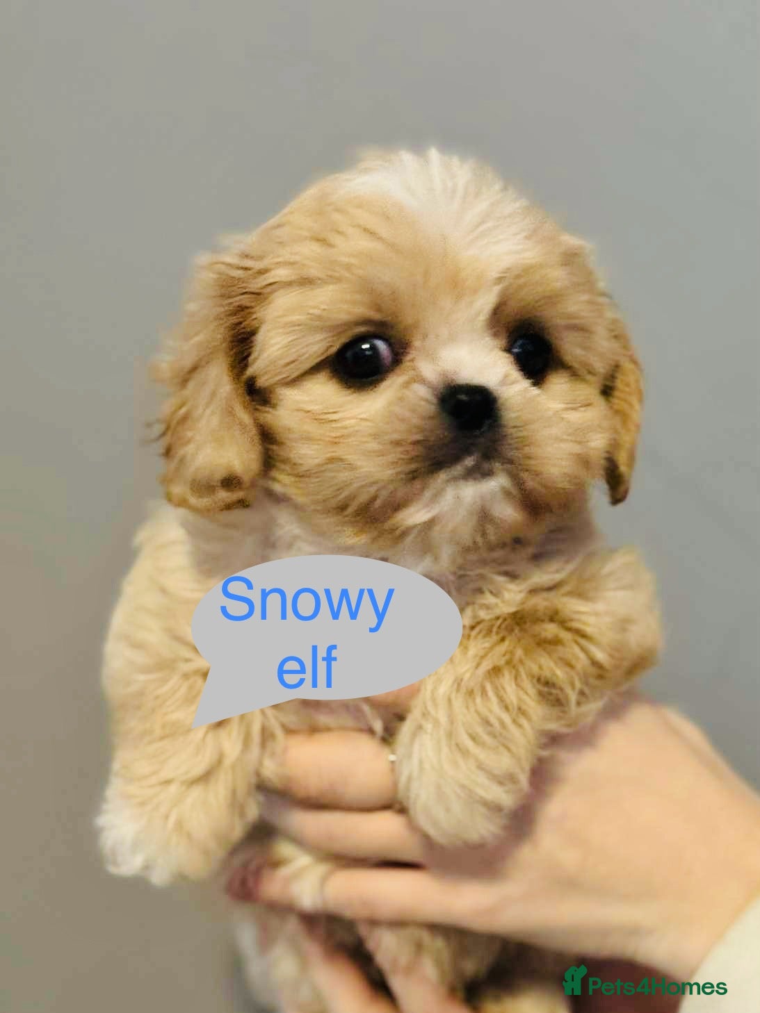 Cava Tzu dogs Absolutely amazing bundle of cuteness cava - shih - Advert 1