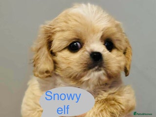 Cava Tzu dogs Absolutely amazing bundle of cuteness cava - shih - Advert 8