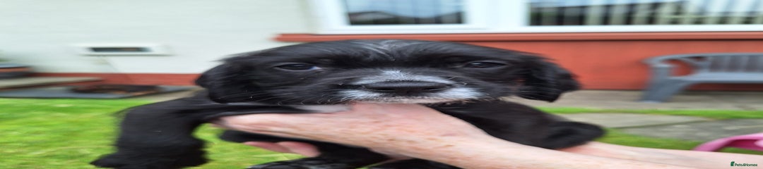 Mixed cocker 2