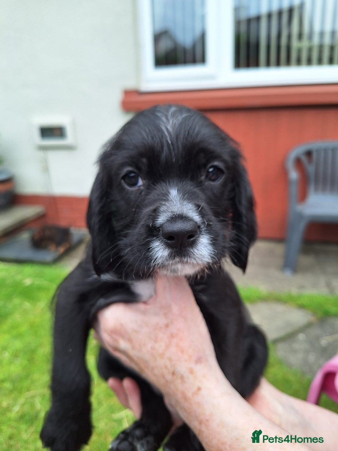 Mixed Breed dogs for sale: 4 male cocker mixes - Image 8