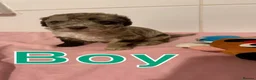 Cockapoo dogs for sale: Stunning cockapoos✨ with unique range of colours  - Advert 11