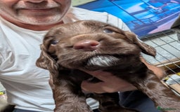 Mixed Breed dogs for sale: Cockspainl  - Image 1