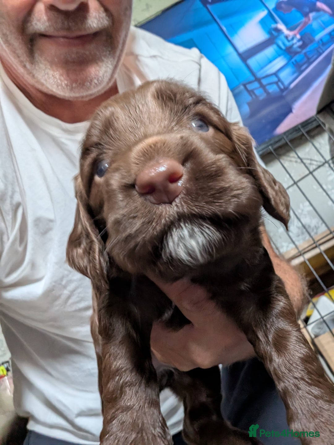 Mixed Breed dogs for sale: Cockspainl  - Image 1