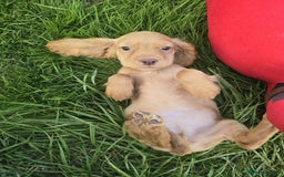Cocker Spaniel dogs for sale: 6 Show type cocker spaniel puppies  - Image 1