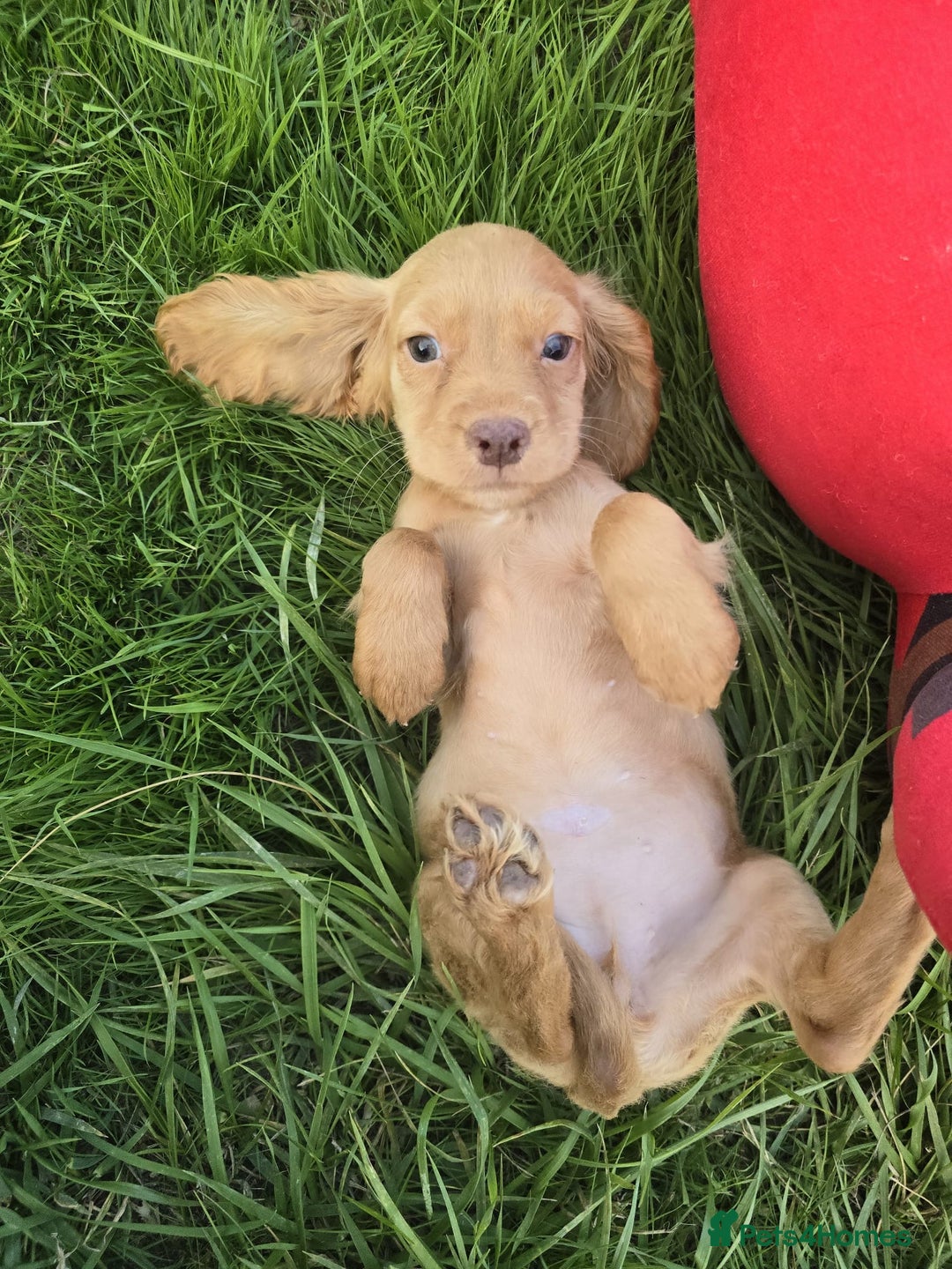 Cocker Spaniel dogs for sale: 6 Show type cocker spaniel puppies  - Image 1