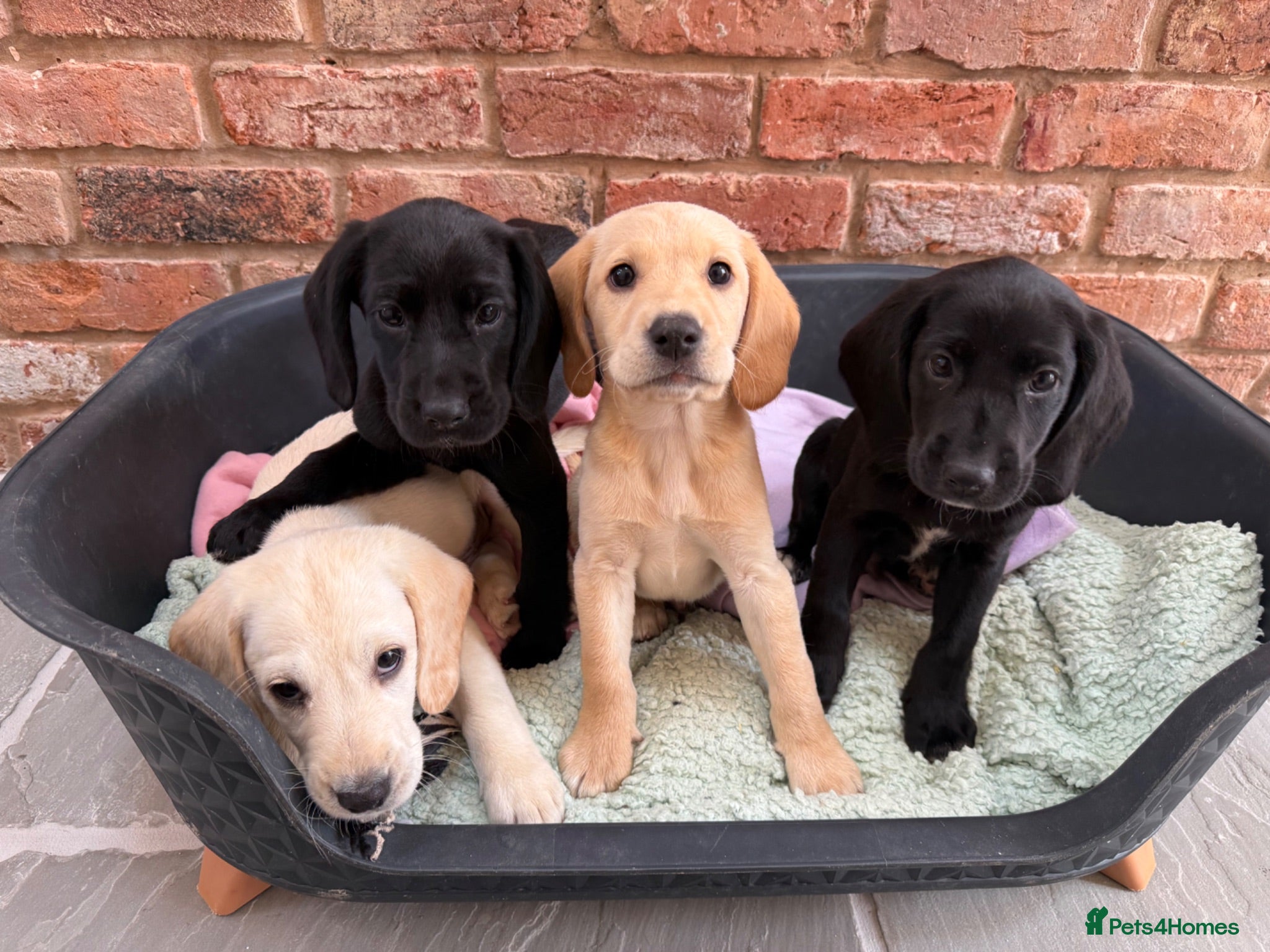 Cockerdor dogs Cockerdor puppies Labrador X Cocker Spaniel  - Advert 1