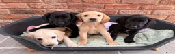 Cockerdor dogs for sale: Female Cockerdor puppy Labrador X Cocker Spaniel  - Advert 19