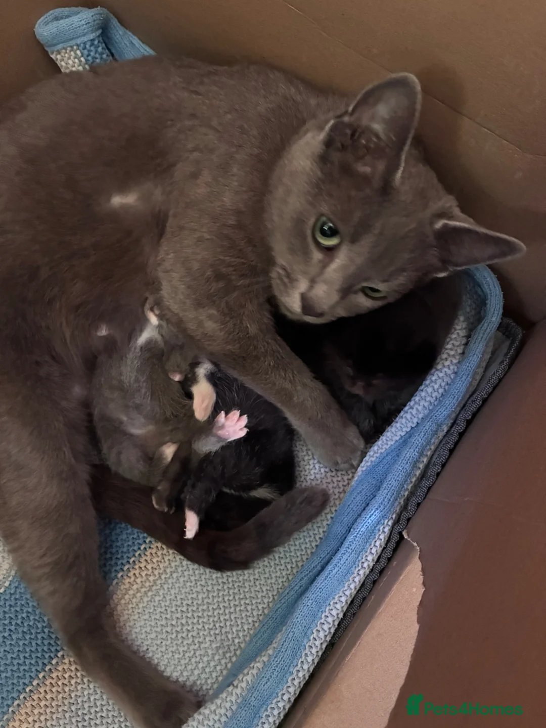 Russian Blue cats for sale: Russian Blue x kittens - Advert 13