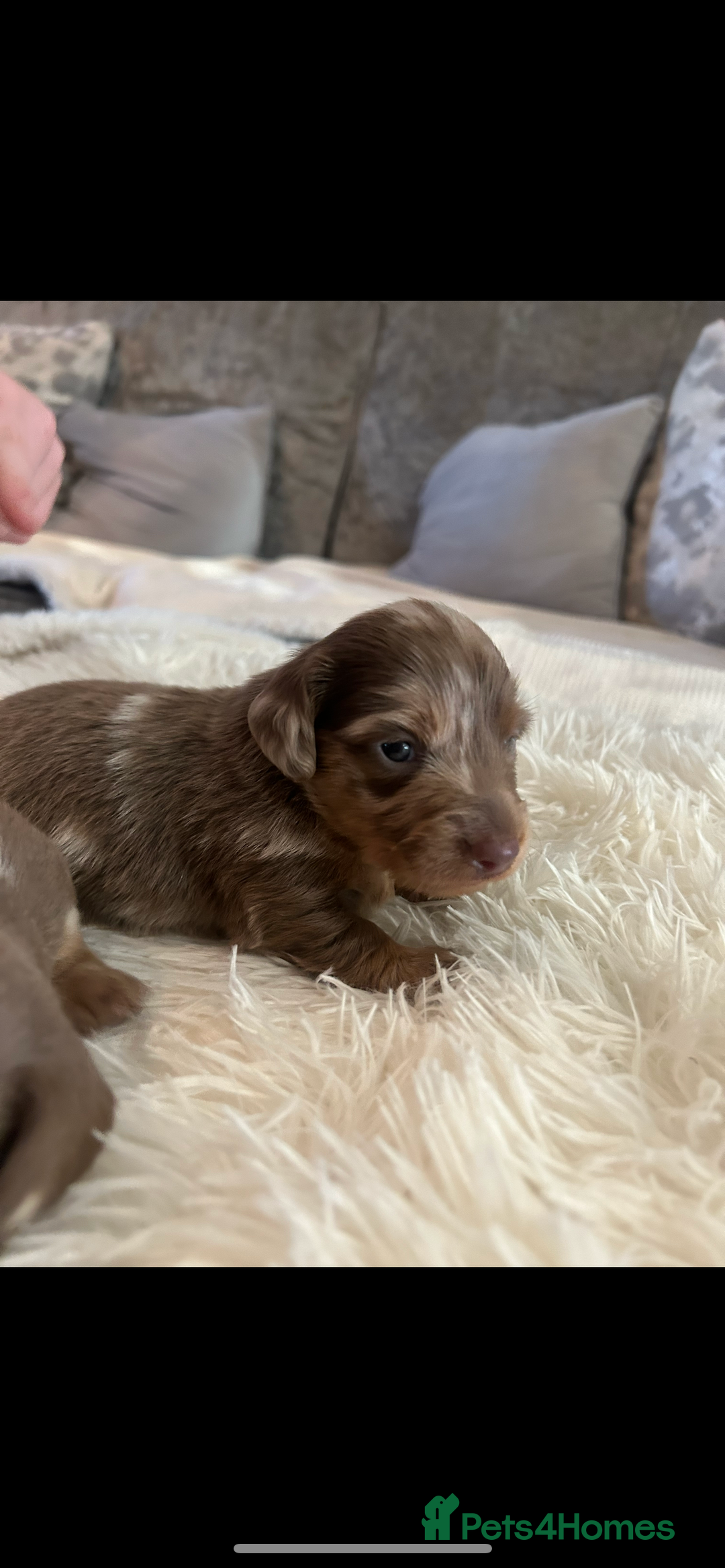 Miniature Dachshund dogs for sale: Miniature dachshunds  - Image 4