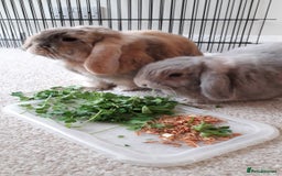 Mini Lop rabbits for sale: Two bonded female mini lops - Image 2