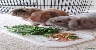 Mini Lop rabbits - Advert 11