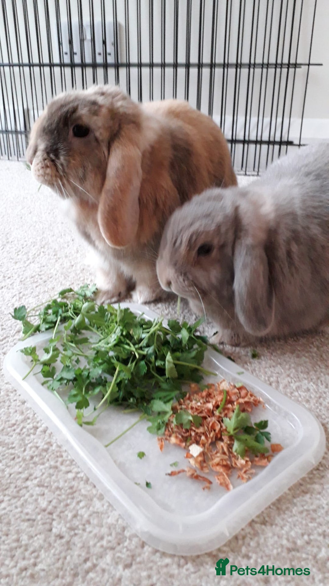 Mini Lop rabbits for sale: Two bonded female mini lops - Image 2