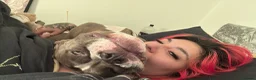 American Bully dogs for sale: Lila lu in Oldham - Advert 13